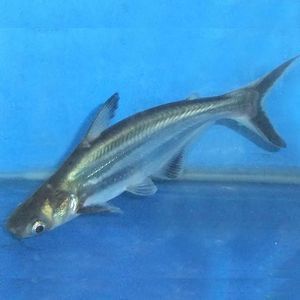 汗鯊和龍魚混養嗎能養嗎：成吉思汗鯊和龍魚可以混養嗎汗鯊和龍魚混養嗎