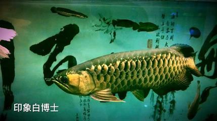 龍魚多少錢一條 白色：白色龍魚價格對比白金龍魚價格對比如何辨別白金龍魚真偽