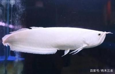 龍魚多少錢一條 白色：白色龍魚價格對比白金龍魚價格對比如何辨別白金龍魚真偽