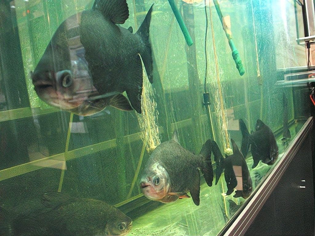 銀龍魚(yú)游不起來(lái)怎么辦 銀龍魚(yú)游不起來(lái)怎么辦 龍魚(yú)百科 第1張