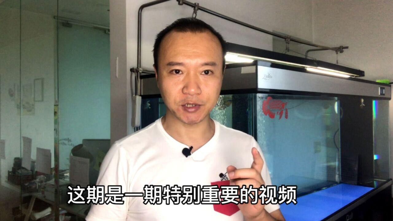 龍魚改口期間哪些食物合適