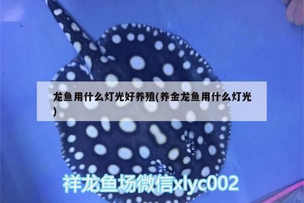 光照對(duì)銀古魚苗生長(zhǎng)的影響：光照對(duì)銀古魚苗的影響