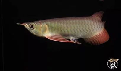 龍魚的胃袋水能沖散嗎：龍魚吐出的胃袋并不是真正的胃袋而是胃酸包膜這種情況 龍魚的胃袋水能沖散嗎：龍魚吐出的胃袋并不是真正的胃袋而是胃酸包膜這種情況 龍魚百科 第3張