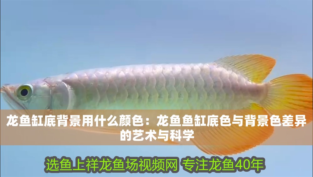 龍魚缸底背景用什么顏色：龍魚魚缸底色與背景色差異的藝術與科學