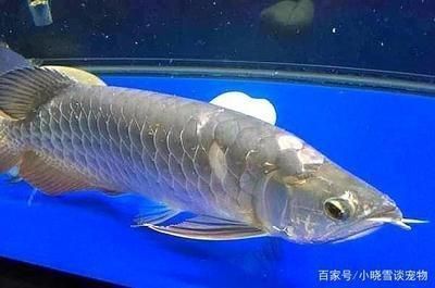 龍魚怎么調理胃腸道：如何調理龍魚的胃腸道健康 龍魚怎么調理胃腸道：如何調理龍魚的胃腸道健康 龍魚百科 第3張