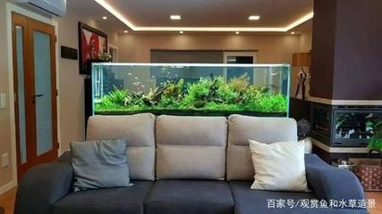 客廳魚(yú)缸如何擺放，客廳魚(yú)缸擺放影響財(cái)運(yùn)嗎客廳魚(yú)缸擺放影響財(cái)運(yùn)嗎 客廳魚(yú)缸如何擺放，客廳魚(yú)缸擺放影響財(cái)運(yùn)嗎客廳魚(yú)缸擺放影響財(cái)運(yùn)嗎 龍魚(yú)百科 第6張