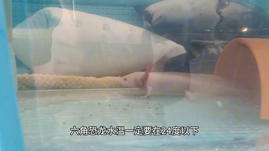 如何預防六角恐龍水霉病？ 如何預防六角恐龍水霉病？ 龍魚百科 第3張