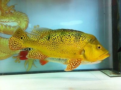 與龍魚混養的熱帶魚叫什么品種： 與龍魚混養的熱帶魚叫什么品種： 龍魚百科 第2張