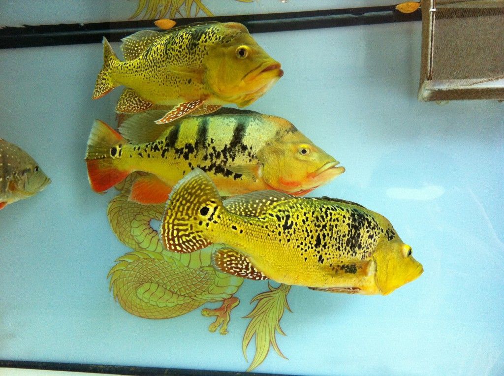 與龍魚混養的熱帶魚叫什么品種： 與龍魚混養的熱帶魚叫什么品種： 龍魚百科 第3張