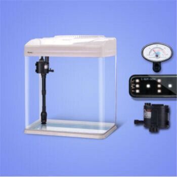 與龍魚混養的熱帶魚叫什么品種： 與龍魚混養的熱帶魚叫什么品種： 龍魚百科 第1張