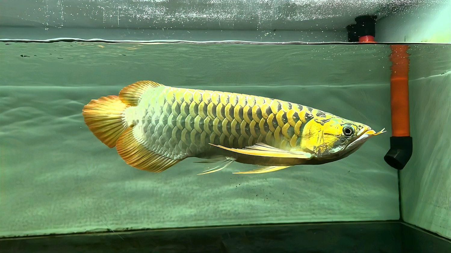 龍魚掉眼怎么辦？