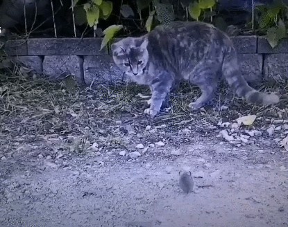 龍魚的虎斑是什么品種的貓：龍魚的虎斑并不是指貓的品種，而是指具有特定虎斑紋的品種