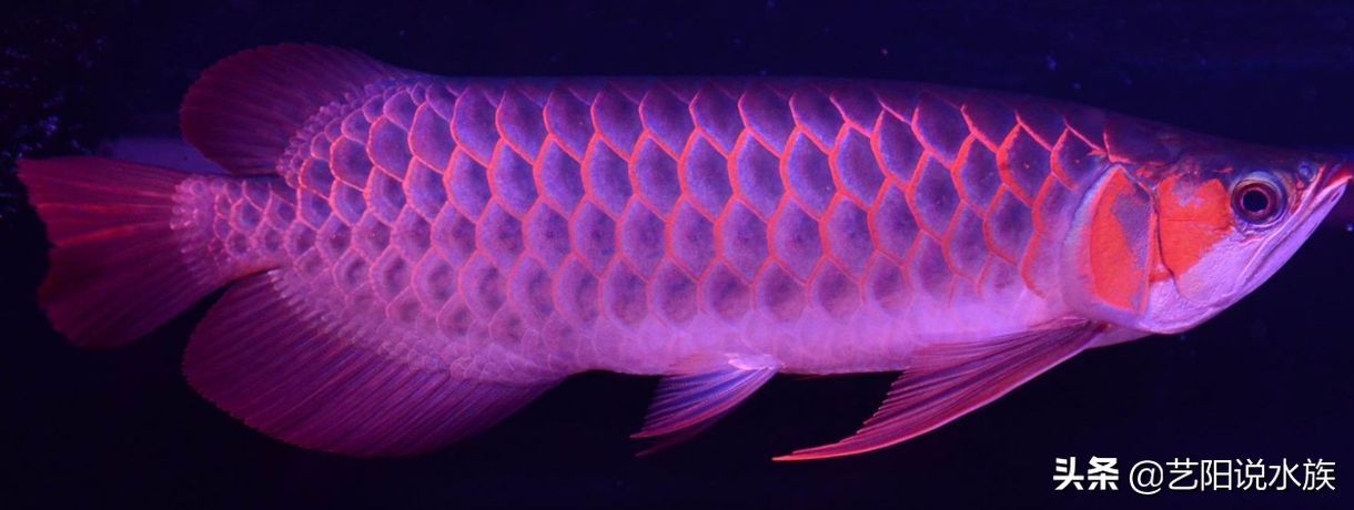 龍魚一般喂什么：龍魚喂食注意事項