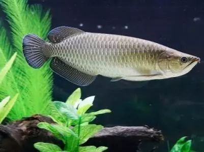 龍魚怎么配對繁殖（龍魚繁殖成功率提升技巧龍魚繁殖成功率提升技巧）