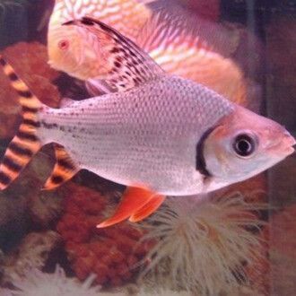 龍魚混養泰國鯽好嗎：泰國鯽與龍魚混養好嗎