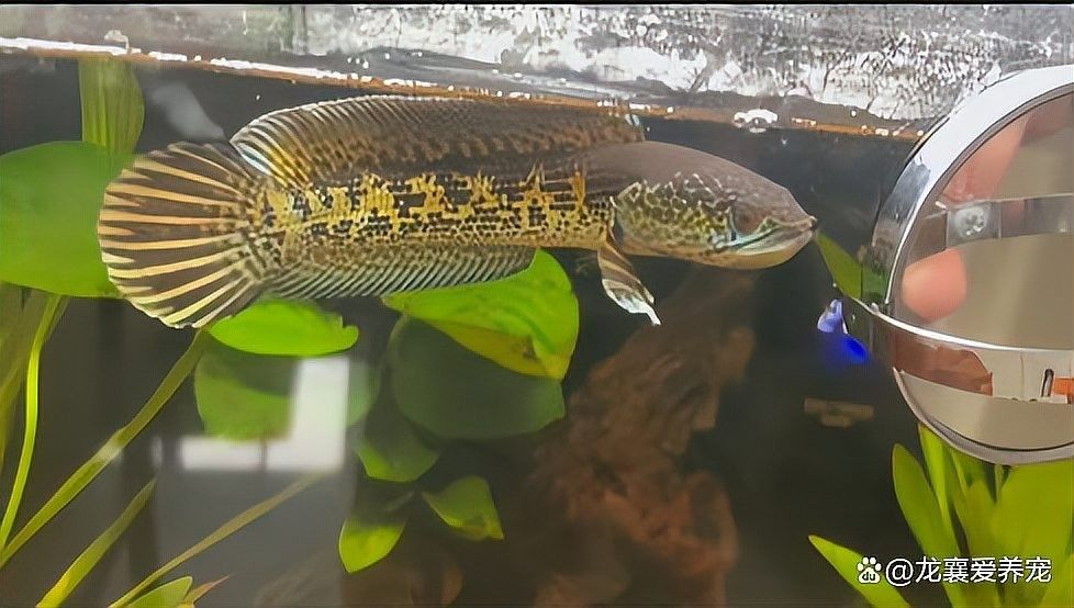 雷龍魚最大能長多大