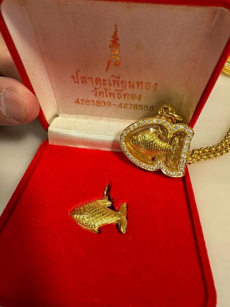 老鳳祥金龍魚金條