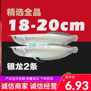 金龍魚 紅龍魚那個是招財魚（金龍魚和紅龍魚哪個更招財？） 金龍魚 紅龍魚那個是招財魚（金龍魚和紅龍魚哪個更招財？） 龍魚百科 第2張