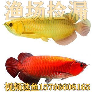 金龍魚 紅龍魚那個是招財魚（金龍魚和紅龍魚哪個更招財？） 金龍魚 紅龍魚那個是招財魚（金龍魚和紅龍魚哪個更招財？） 龍魚百科 第4張