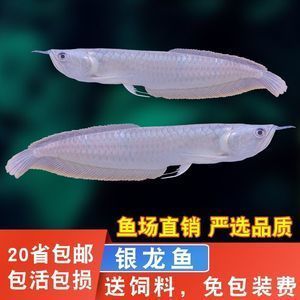 金龍魚 紅龍魚那個是招財魚（金龍魚和紅龍魚哪個更招財？） 金龍魚 紅龍魚那個是招財魚（金龍魚和紅龍魚哪個更招財？） 龍魚百科 第5張