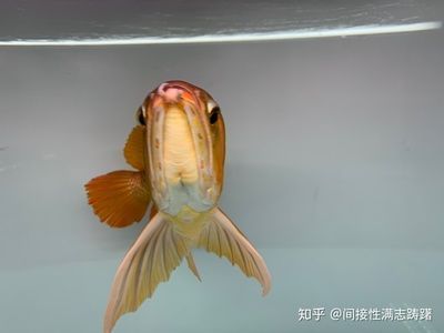 龍魚眼睛突出怎么辦：龍魚的眼睛突出怎么辦 龍魚眼睛突出怎么辦：龍魚的眼睛突出怎么辦 龍魚百科 第1張