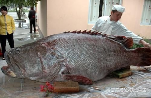裸斑魚十大害處
