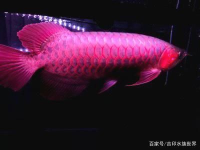 紅龍魚缸怎么配魚飼料好(如何判斷紅龍魚飼料質(zhì)量優(yōu)劣,紅龍魚幼魚期營養(yǎng)需求詳解) 龍魚百科 第2張 紅龍魚缸怎么配魚飼料好(如何判斷紅龍魚飼料質(zhì)量優(yōu)劣,紅龍魚幼魚期營養(yǎng)需求詳解) 紅龍魚缸怎么配魚飼料好(如何判斷紅龍魚飼料質(zhì)量優(yōu)劣,紅龍魚幼魚期營養(yǎng)需求詳解) 龍魚百科 第2張