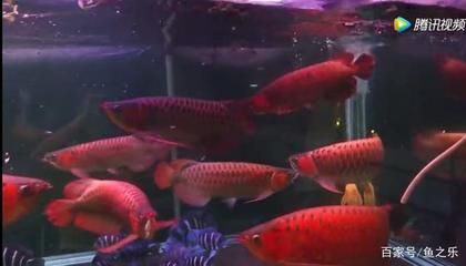 龍魚可以喂活食嗎為什么 龍魚可以喂活食嗎為什么 龍魚百科 第5張