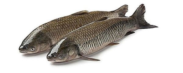 龍魚和烏魚哪個刺少：關于龍魚和烏魚的相關信息：烏魚的刺相對較少，烏魚的刺相對較少 龍魚和烏魚哪個刺少：關于龍魚和烏魚的相關信息：烏魚的刺相對較少，烏魚的刺相對較少 龍魚百科 第2張