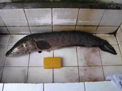龍魚和烏魚哪個刺少：關于龍魚和烏魚的相關信息：烏魚的刺相對較少，烏魚的刺相對較少 龍魚和烏魚哪個刺少：關于龍魚和烏魚的相關信息：烏魚的刺相對較少，烏魚的刺相對較少 龍魚百科 第1張