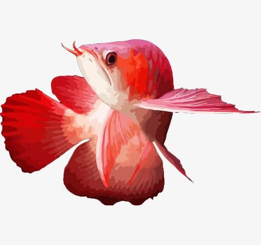 有沒有更多簡潔風格的紅龍魚頭像？