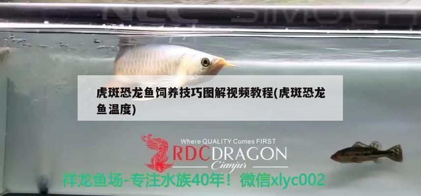 虎斑恐龍魚繁殖能力強嗎：虎斑恐龍魚的繁殖技術