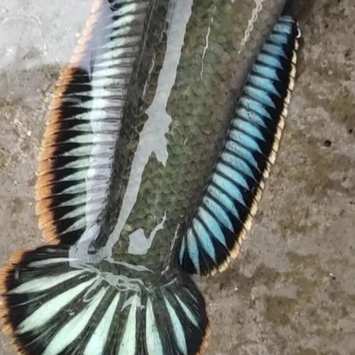 金龍魚和雷龍魚有什么關系嗎