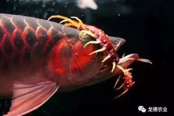 龍魚喂小甲魚的處理方法：在喂養龍魚小甲魚時，有一些處理方法可以幫助確保小甲魚的健康 龍魚喂小甲魚的處理方法：在喂養龍魚小甲魚時，有一些處理方法可以幫助確保小甲魚的健康 龍魚百科 第1張
