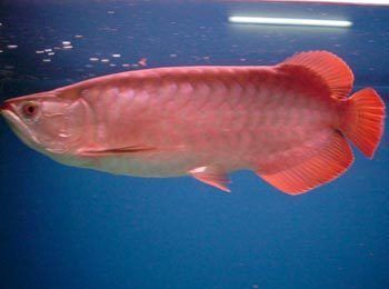 龍魚喂小甲魚的處理方法：在喂養龍魚小甲魚時，有一些處理方法可以幫助確保小甲魚的健康 龍魚喂小甲魚的處理方法：在喂養龍魚小甲魚時，有一些處理方法可以幫助確保小甲魚的健康 龍魚百科 第3張