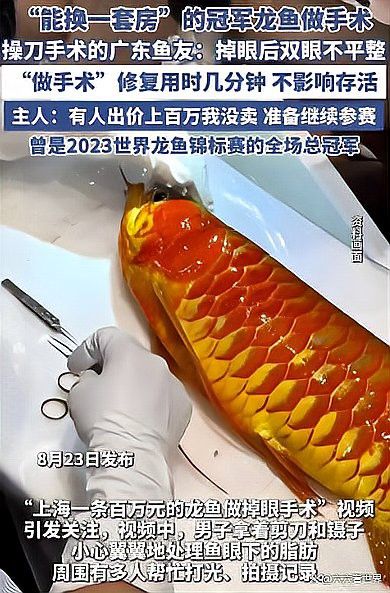 天津龍魚(yú)做手術(shù)