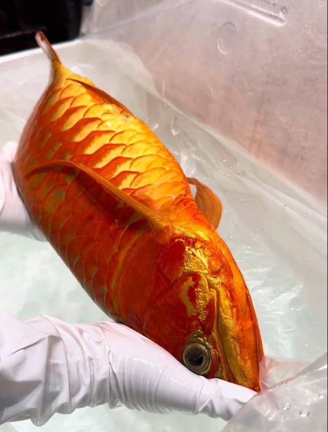 天津龍魚(yú)做手術(shù)