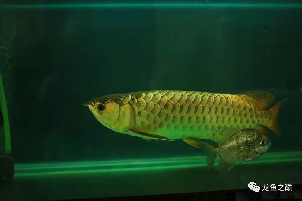 龍魚白天還是晚上開燈（關于龍魚開燈時間的詳細信息）