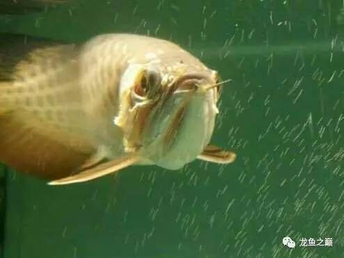 龍魚白天還是晚上開燈（關于龍魚開燈時間的詳細信息）