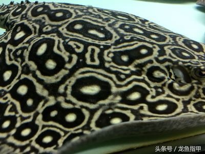 龍魚過濾材料怎么搭配好，龍魚過濾材料搭配建議