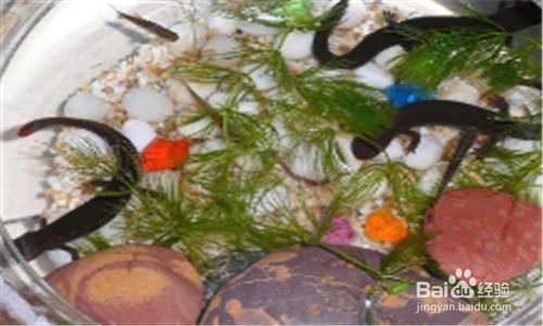 養小火龍魚需要注意以下幾個方面，小火龍魚需要注意什么：養小火龍魚需要注意什么