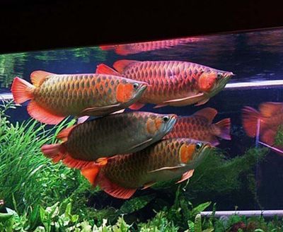 龍魚金質淡了：龍魚的金質淡了怎么辦