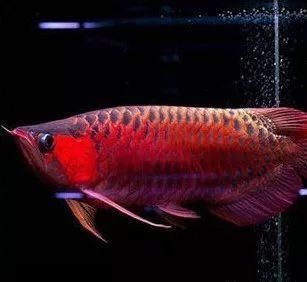紅龍魚怎么挑選精品魚（如何挑選紅龍魚）