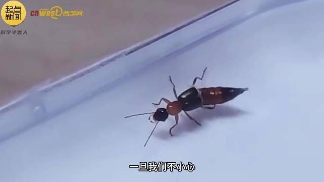 隱翅蟲皮炎如何治療？