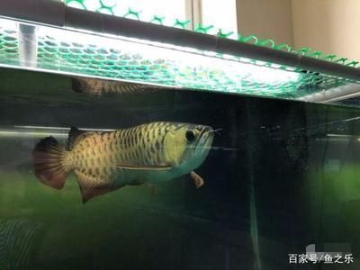 長1.2米寬40的魚缸養金龍魚能長多大呢（金龍魚的體長可以達到50-70厘米的理想體長）