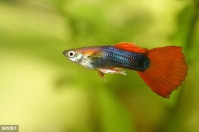 小魚缸加熱棒曼龍魚可以用嗎（小魚缸加熱棒是否適用于曼龍魚） 小魚缸加熱棒曼龍魚可以用嗎（小魚缸加熱棒是否適用于曼龍魚） 龍魚百科 第3張
