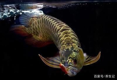 怎么讓龍魚兇猛起來（如何讓龍魚變得兇猛） 怎么讓龍魚兇猛起來（如何讓龍魚變得兇猛） 龍魚百科 第5張