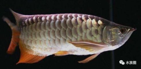 怎么讓龍魚兇猛起來（如何讓龍魚變得兇猛） 怎么讓龍魚兇猛起來（如何讓龍魚變得兇猛） 龍魚百科 第3張
