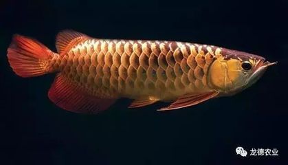 怎么讓龍魚兇猛起來（如何讓龍魚變得兇猛） 怎么讓龍魚兇猛起來（如何讓龍魚變得兇猛） 龍魚百科 第4張