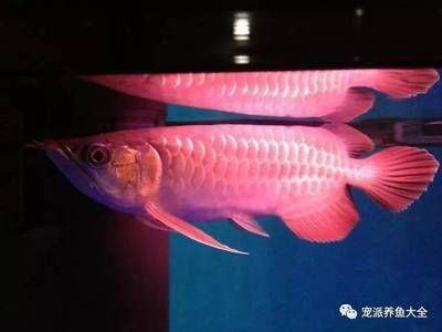 龍魚治療溫度多少合適呢：龍魚治療期間水溫控制需要根據年齡和具體情況來決定